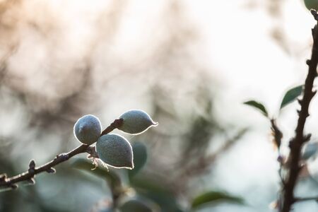 The bunches of green plums close-upの写真素材