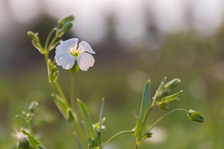 Beautiful white flowers in the meadow.の写真素材