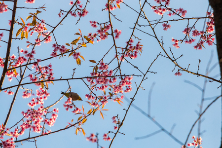beautiful bird on Cherry blossom flower or Himalayan Cherry flowerの写真素材