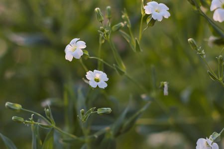 Beautiful white flowers in the meadow.の写真素材