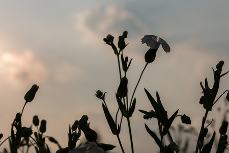 Silhouette of beautiful white flowers in the meadow.の写真素材