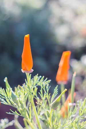 Field of California poppies (Eschscholzia californica) the state flower of californiaの写真素材