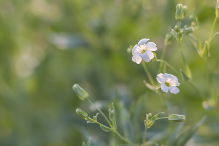 Beautiful white flowers in the meadow.の写真素材