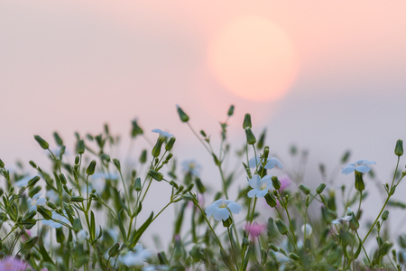 Beautiful white flowers in the meadow.の写真素材