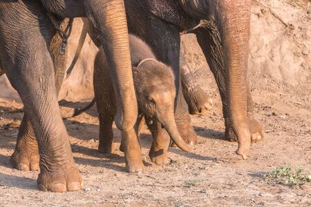 baby elephants are strolling merrilyの写真素材