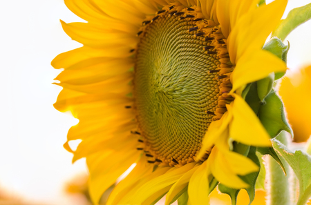 Closeup sunflower natural background. Sunflower blooming.の写真素材