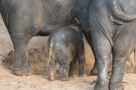 baby elephants eating milk from mother Elephantsの写真素材