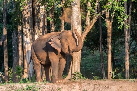 Elephants large dust are playing for fun.の写真素材