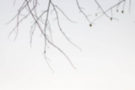 Blurred tree branches on the white backgroundの写真素材