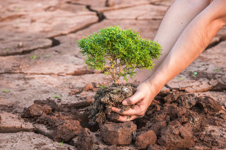 Woman hands holding tree growing on cracked earth background