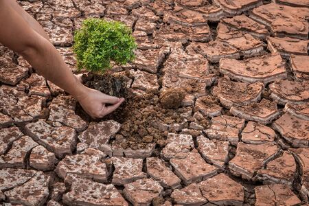 Woman hands holding tree growing on cracked earth backgroundの写真素材