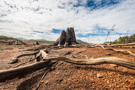 Driftwood art on Natures の写真素材
