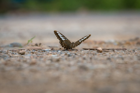 Butterfly eating Salt licks on ground の写真素材