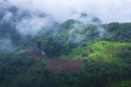 Clouds and fog over tree forestの写真素材