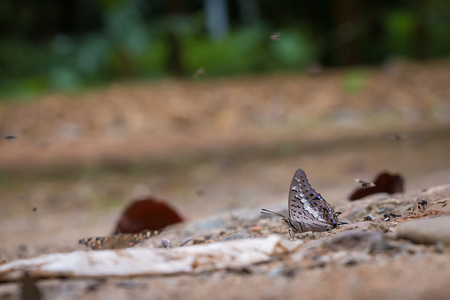 Butterfly eating Salt licks on groundの写真素材