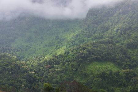 Clouds and fog over tree forest
