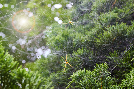 Spider on a spider web with a green backgroundの写真素材