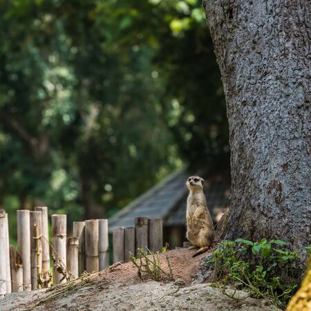 A lonely meerkat, close-up meerkatの写真素材