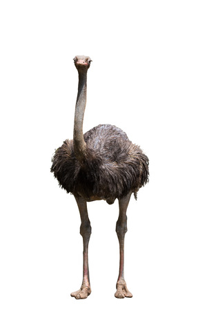 Portrait Of A Ostrich On White Backgroundの写真素材