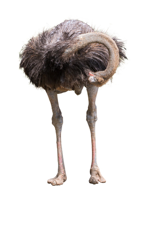 Portrait Of A Ostrich On White Backgroundの写真素材