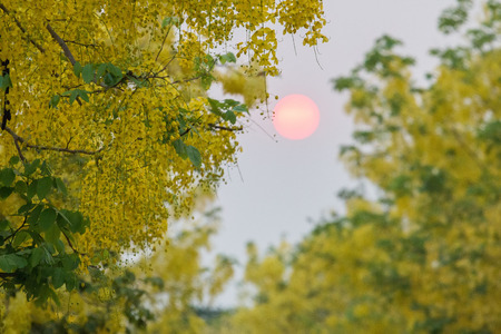 Cassia fistula flowers, Golden flower flowers, Yellow flowers summer in thailandの写真素材