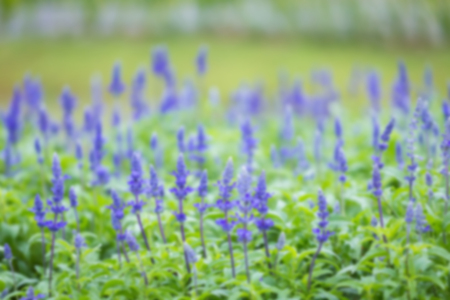 blurred summer background of lavender flowersの写真素材