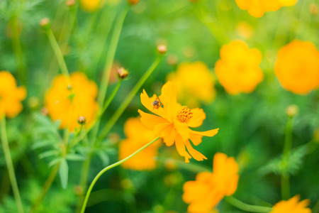 Cosmos flower (Cosmos Bipinnatus) in the gardenの写真素材