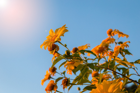 Sunset Landscape nature flower Tung Bua Tong Mexican sunflower field ,Mae Hong Son,Thailand.の写真素材