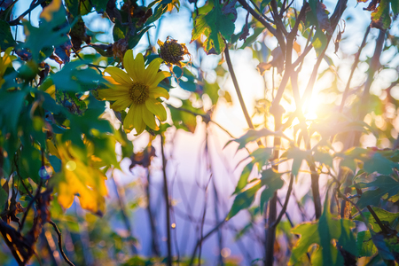 Sunset Landscape nature flower Tung Bua Tong Mexican sunflower field ,Mae Hong Son,Thailand.の写真素材