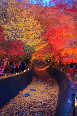 Kawaguchiko, JAPAN - Nov 13, 2017:People visit the Fuji Kawaguchiko Autumn Leaves Festival  at Lake Kawaguchiko. Nightly light up of maples corridor trees.のeditorial素材