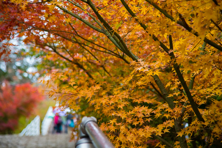 Autumnal maple leaves in blurred backgroundの写真素材