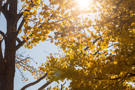 Ginkgo biloba leaves(Autumn leaves)の写真素材