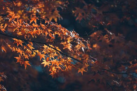 Vibrant Japanese Autumn Maple leaves with blurred background