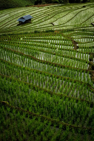 landscape of Rice terrace at Ban pa bong piang in Chiang mai Thailand