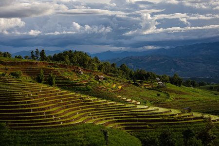 landscape of Rice terrace at Ban pa bong piang in Chiang mai Thailandの写真素材