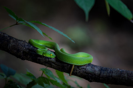 green viper snake on the branch