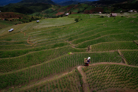 landscape of Rice terrace at Ban pa bong piang in Chiang mai Thailandの写真素材
