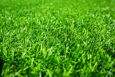 Green grass. background texture. fresh spring green grass.