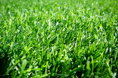 Green grass. background texture. fresh spring green grass.
