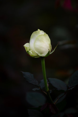 A closeup of a single white rose and a rose bud isolated against black, highlighting its beauty and petalsの写真素材