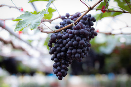 A beautiful bunch of ripe grapes on the vine in a sunny vineyardの写真素材