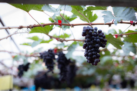 A beautiful bunch of ripe red grapes on the vine in a sunny vineyardの写真素材