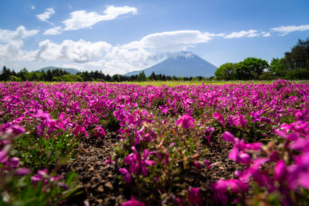Shibazakura or Pink Moss Flowers, the beauty of a field of bright pink flowers, contrasting with the backdrop of the beautiful Mount Fuji of Japan.の写真素材
