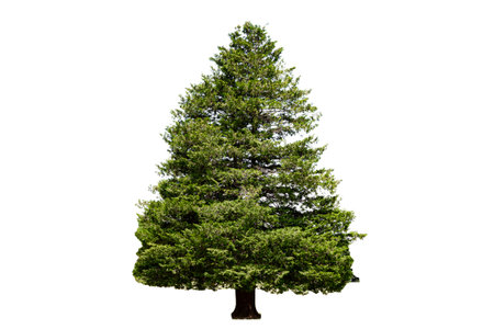 Christmas tree isolated on white background. Clipping path.の写真素材