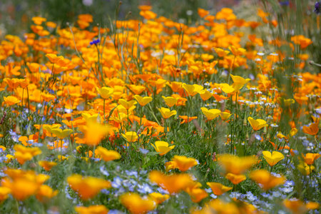 Beautiful yellow and orange poppies in full bloomの写真素材