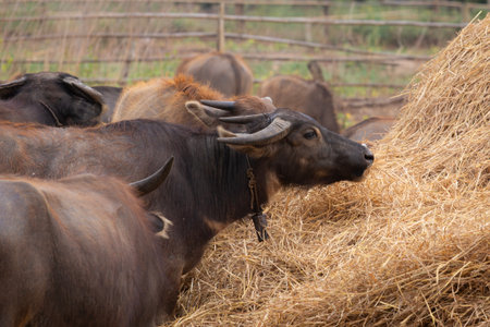 A herd of water buffaloes gathers around a large haystack in a rural farmyard, showcasing calm...