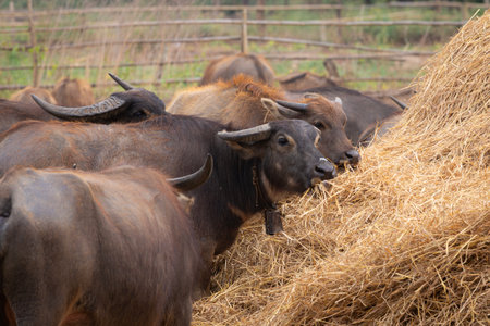 A herd of water buffaloes gathers around a large haystack in a rural farmyard, showcasing calm livestock feeding amidst rustic fencing and straw. A warm, pastoral scene of farm life.の写真素材