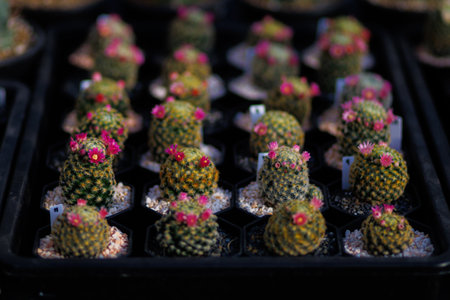 Mammillaria schiedeana with bright pink flowers in a hexagonal pot, arranged in a nursery tray. The vibrant plant image is suitable for nature, gardening and decorating themes.の写真素材