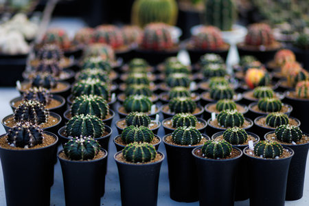 Gymnocalycium, a small green cactus, arranged in rows in black pots, creates a neat and orderly display, suitable for garden centers and plant shops.の写真素材