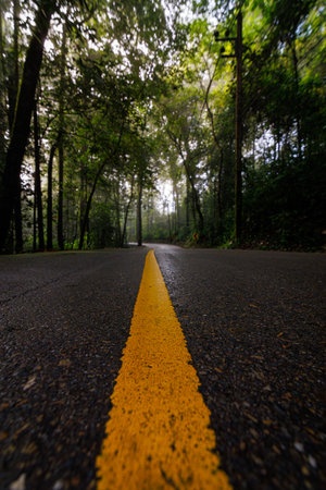Misty Forest Road With Bright Yellow Centerline Receding Into Dense Green Woodsの写真素材